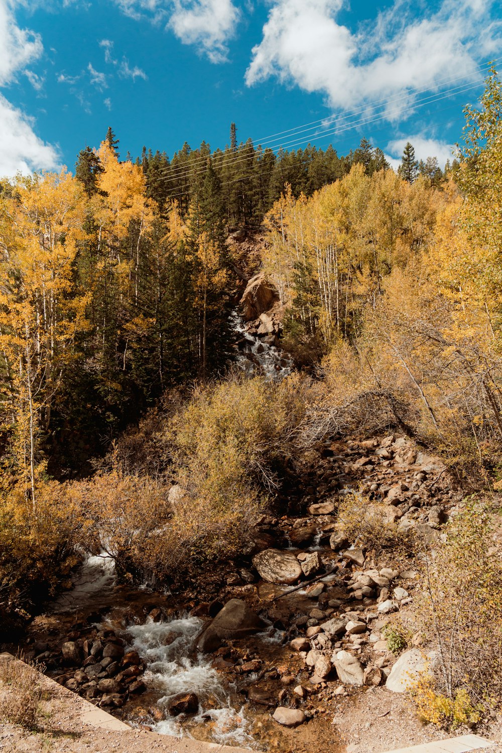 a stream running through a forest filled with lots of trees