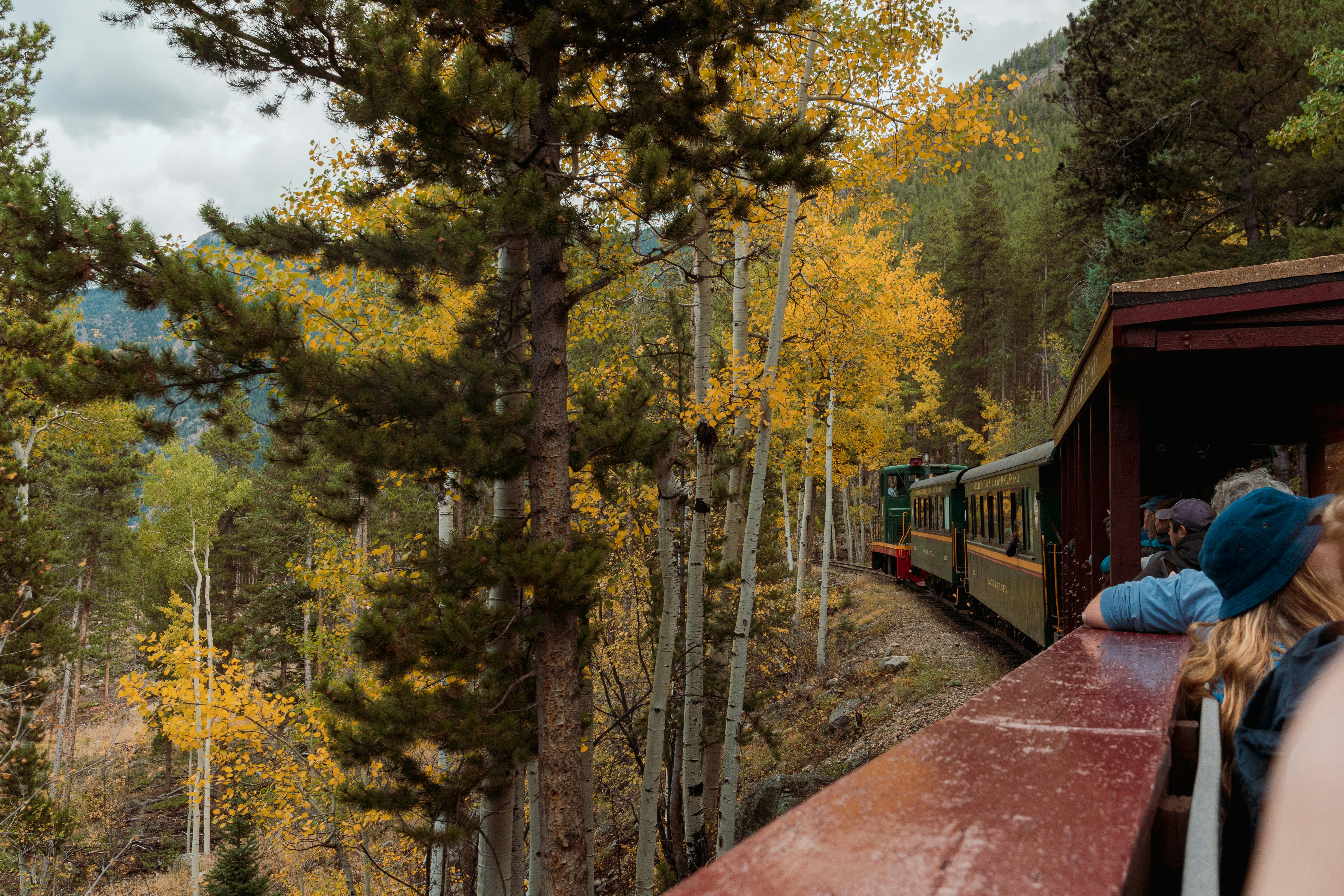 a train traveling through a forest filled with trees, 