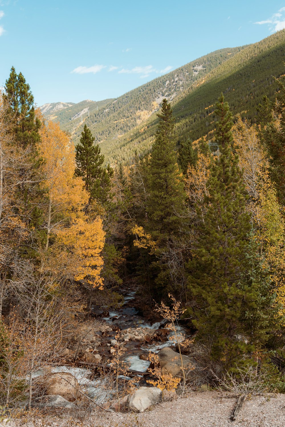 a river running through a forest filled with lots of trees