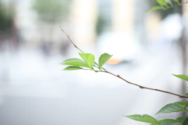 Delicate details of a single leaf against a blurred, neutral background.