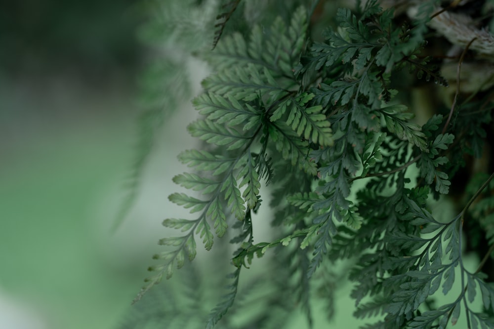 a branch of a tree with green leaves