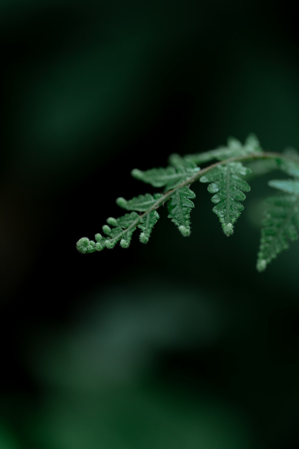 a close up of a green leaf on a tree