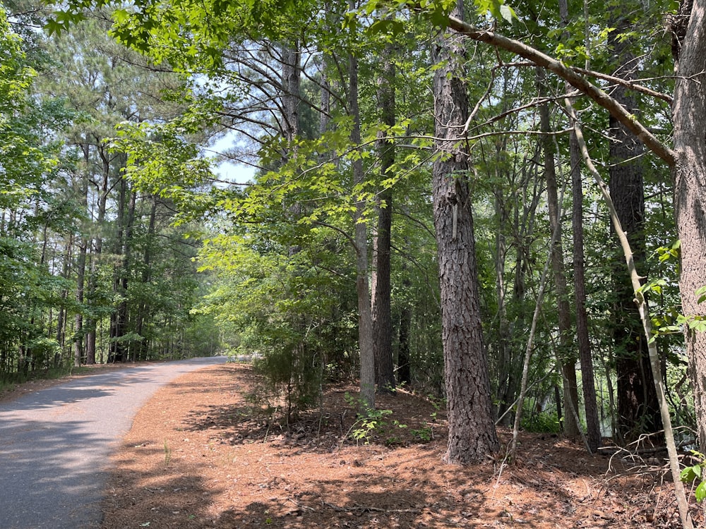 a road in the middle of a wooded area