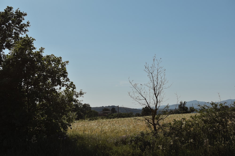 a lone tree in a field with mountains in the background