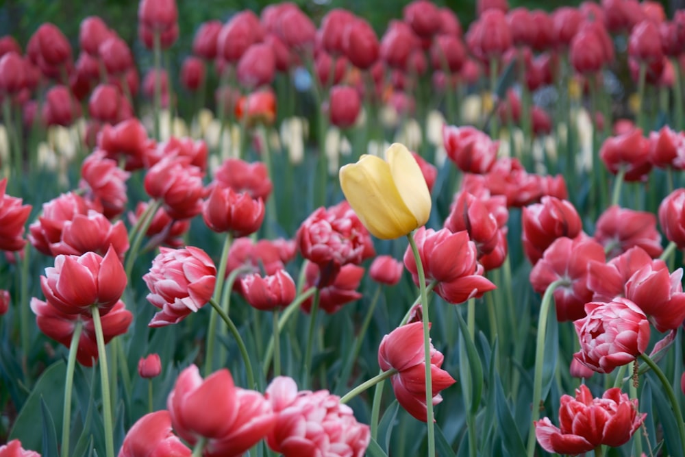 a yellow tulip in a field of red tulips