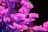 Vibrant, illuminated pink and purple flowers with delicate patterns create a whimsical and futuristic appearance. A small green and yellow butterfly is perched among the flowers, adding a touch of nature to the neon scene. The dark background enhances the vivid glow of the flowers.