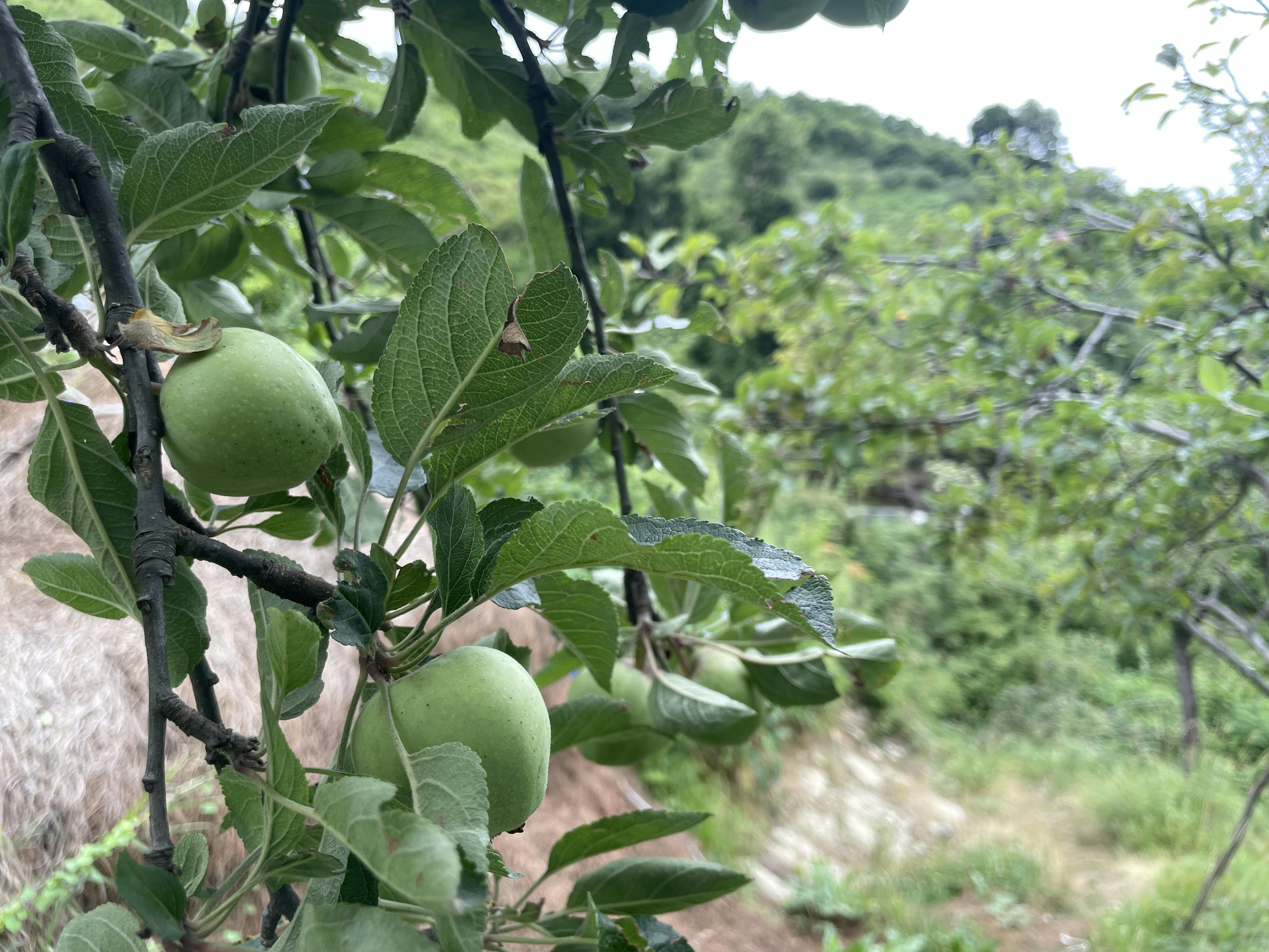 Pommes bio fraîches