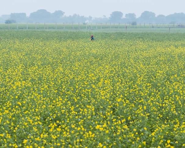 a person standing in a field of yellow flowers