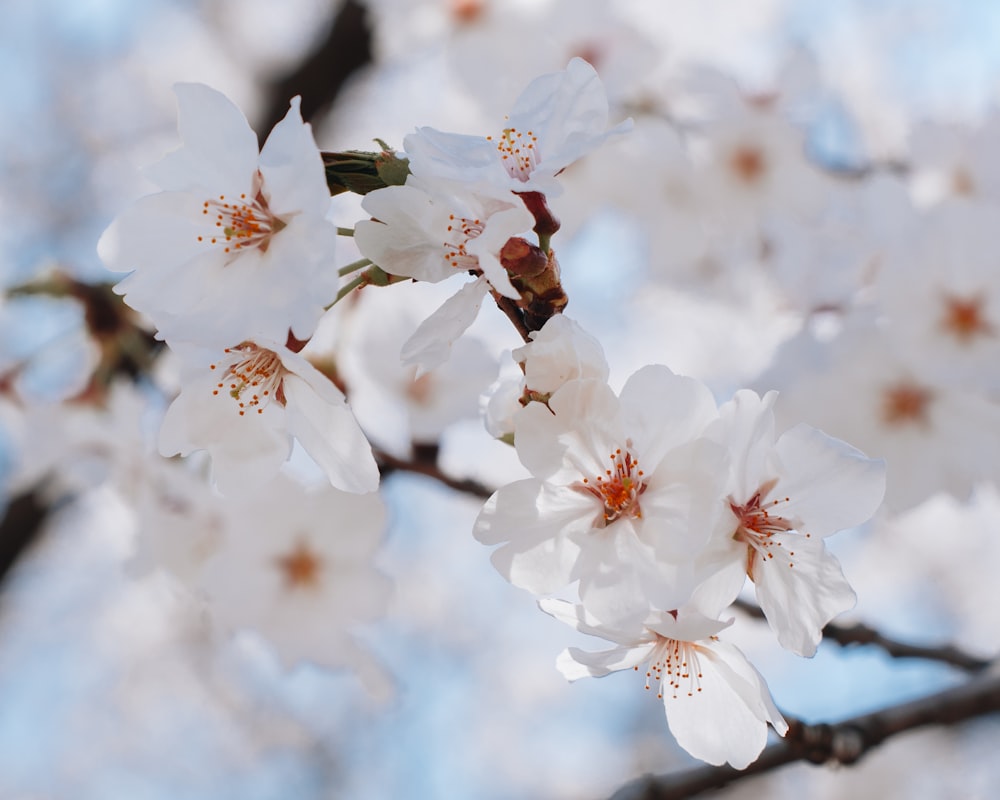 a close up of some white flowers on a tree