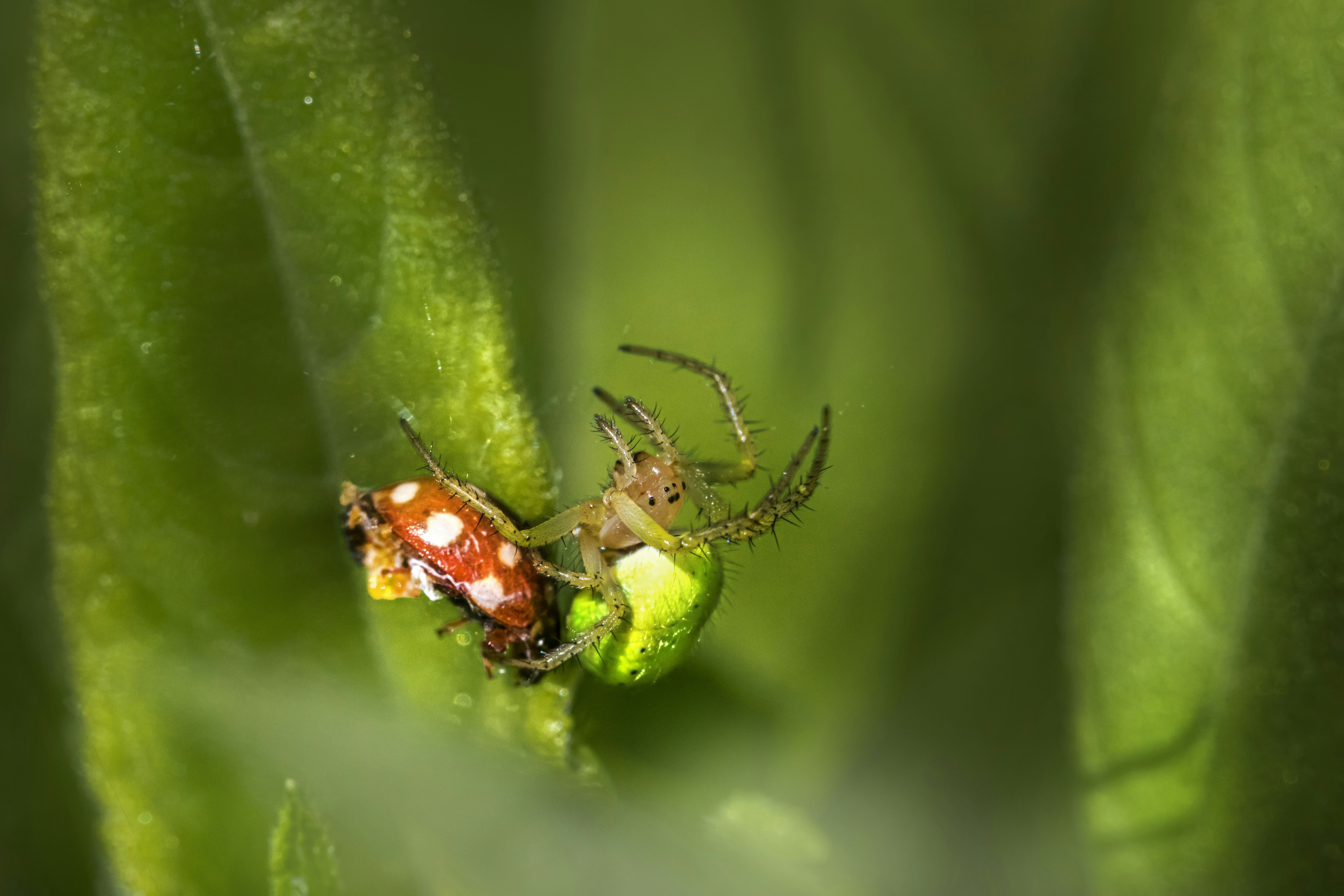 a close up of a spider on a plant