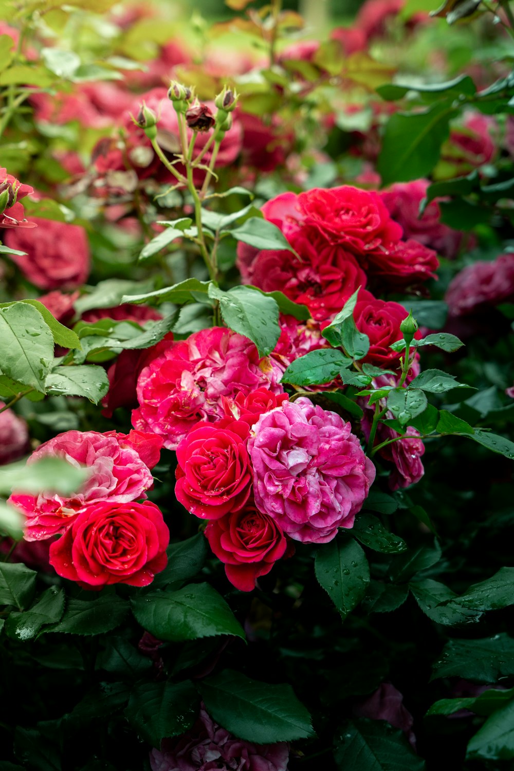 a bunch of red and pink flowers in a garden