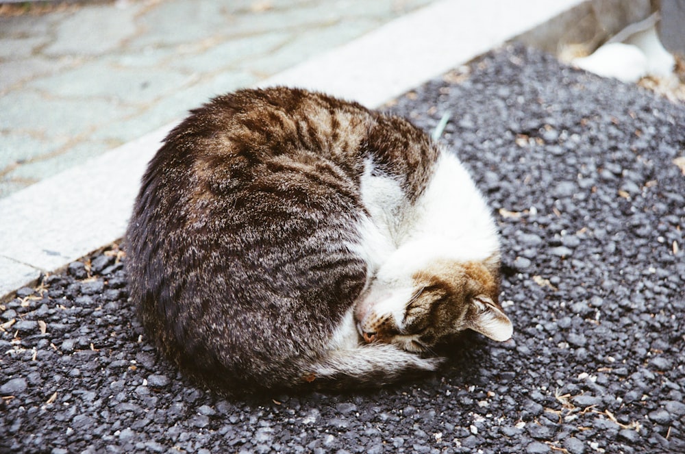 a cat curled up sleeping on the ground