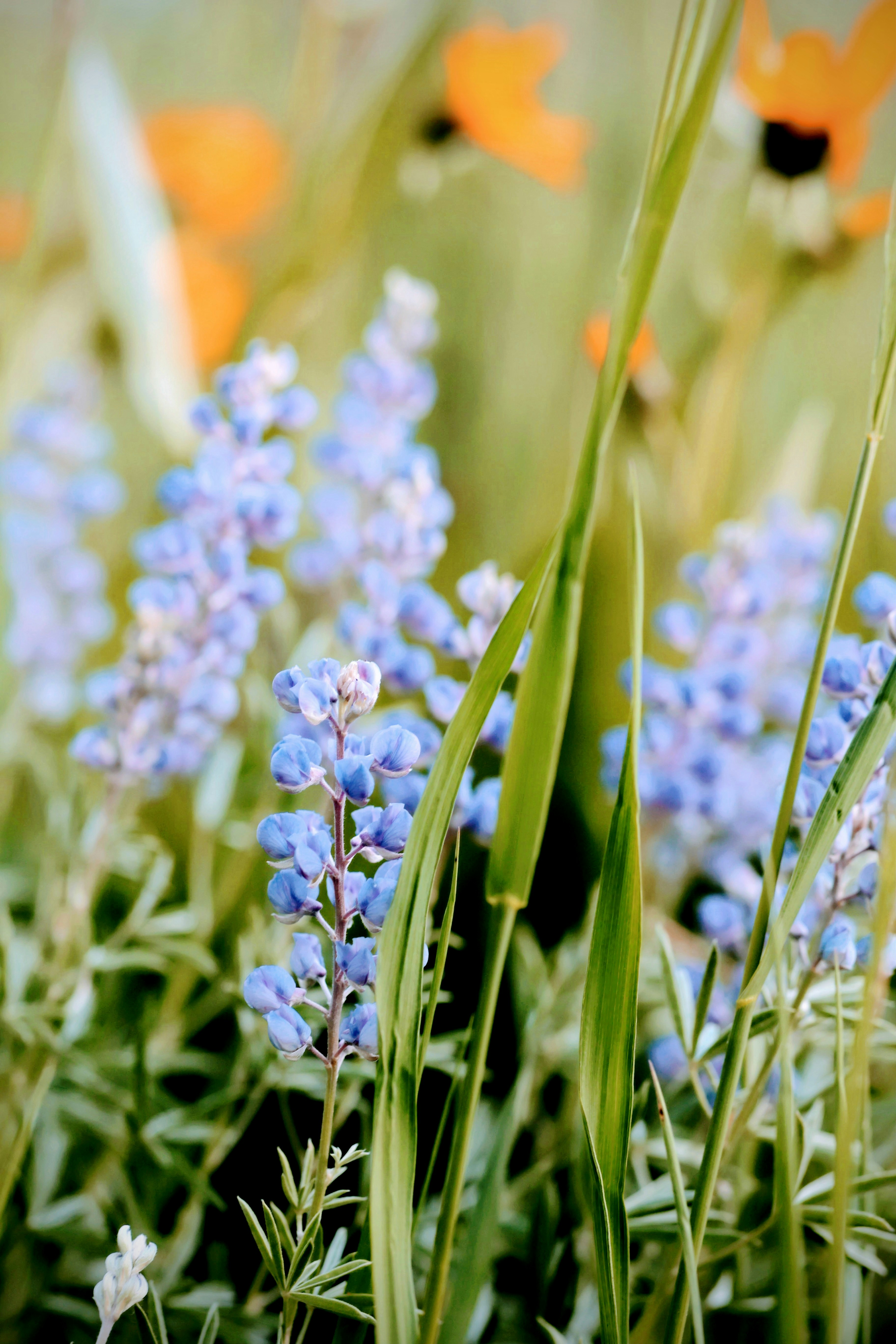 a bunch of flowers that are in the grass