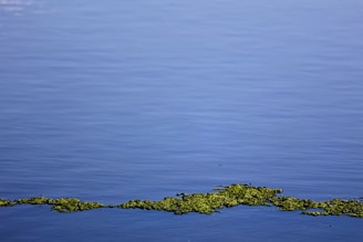 Calm water with a smooth surface, reflecting a clear sky, and a cluster of green algae or plants floating near the center.