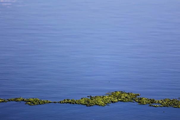 Calm water with a smooth surface, reflecting a clear sky, and a cluster of green algae or plants floating near the center.