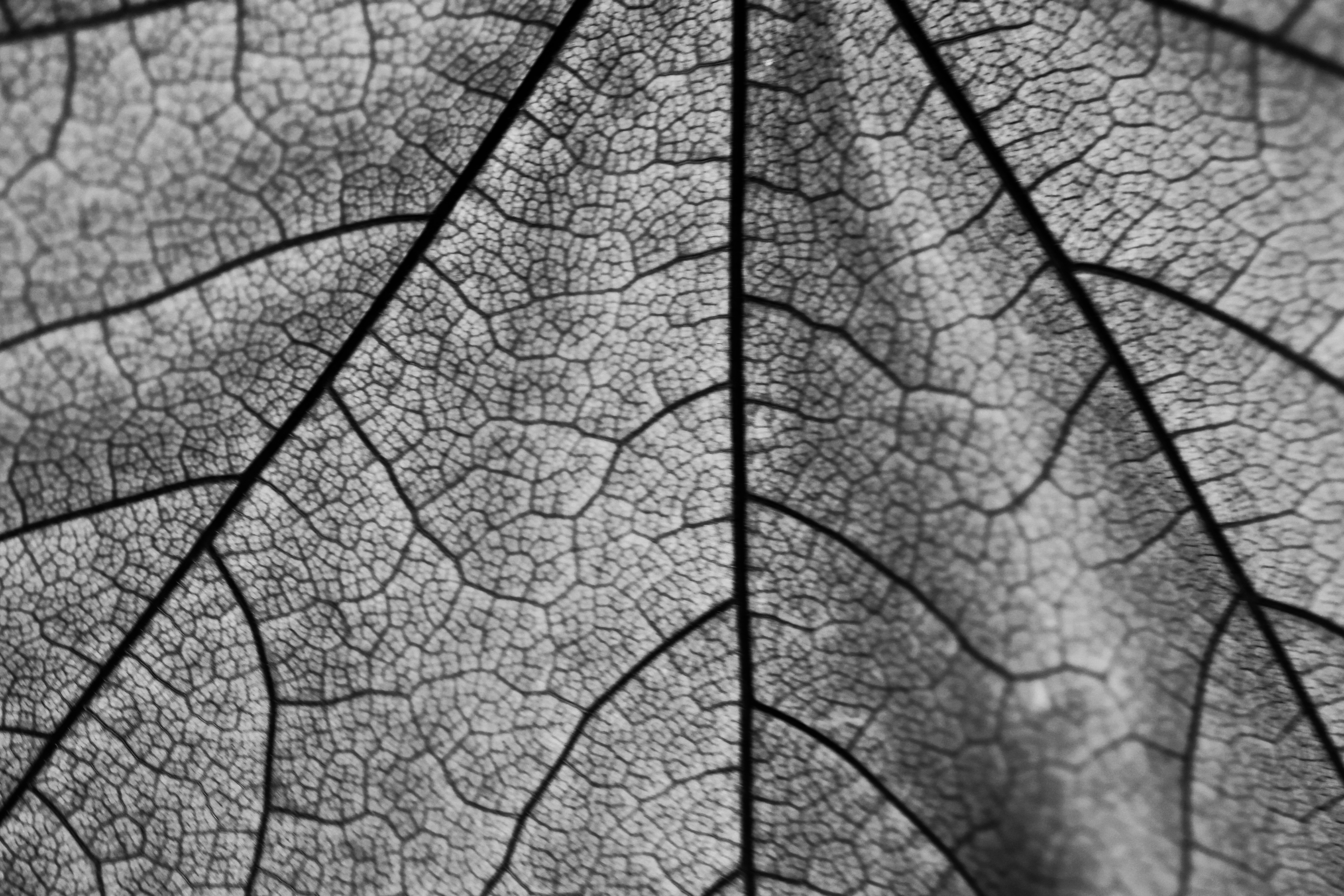 a black and white photo of a leaf