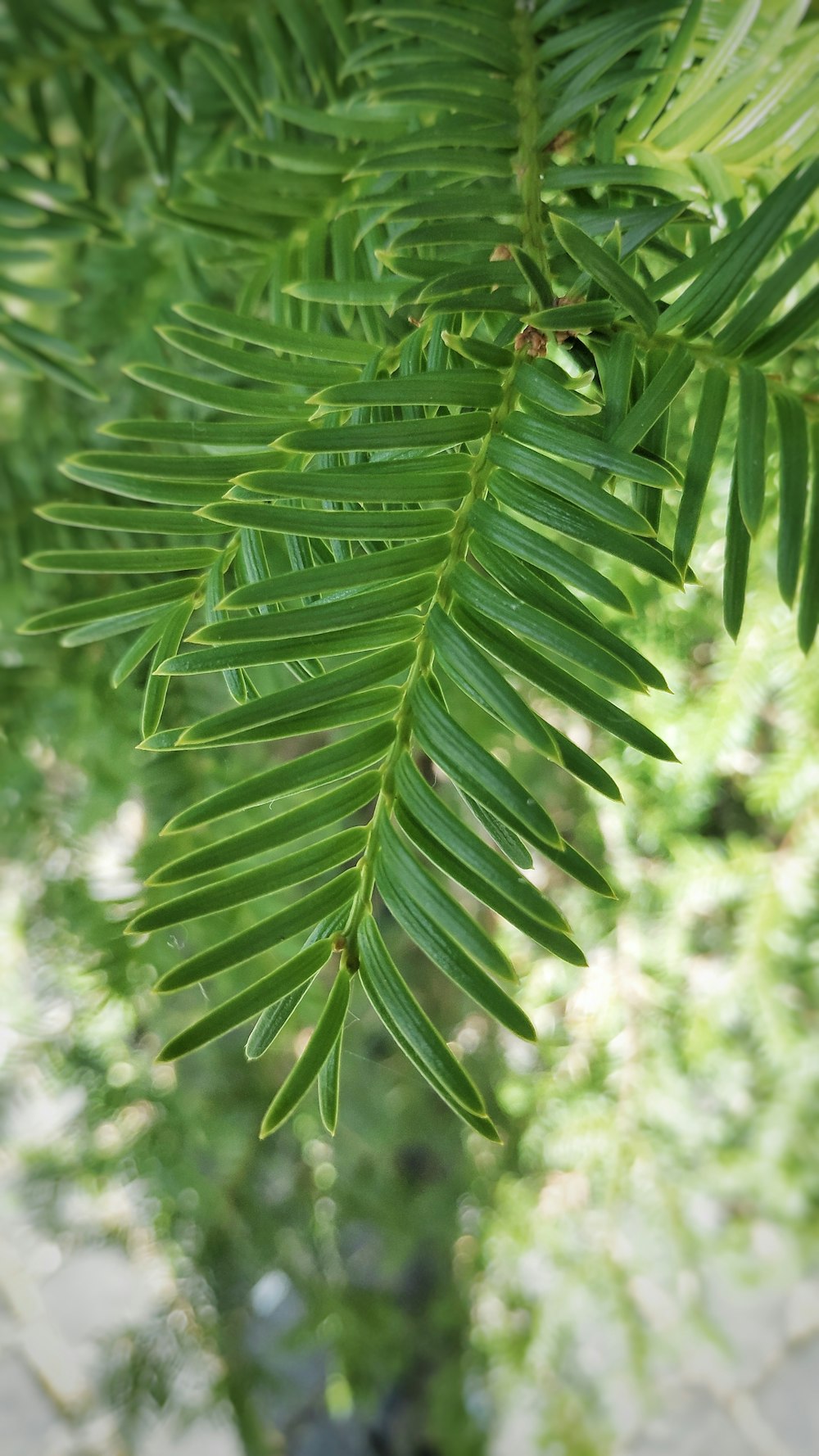 a close up of a green leaf on a tree