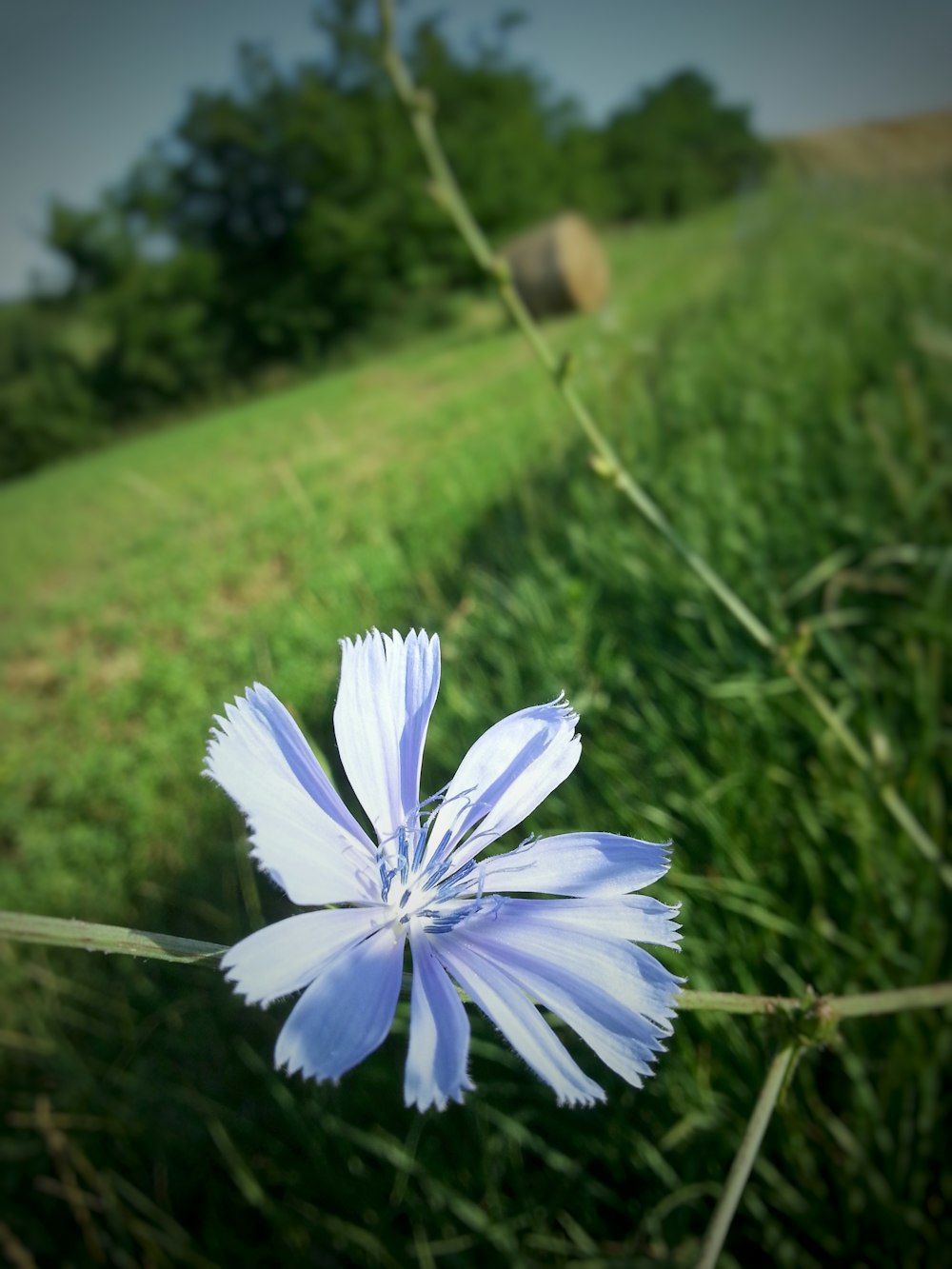 a blue flower in the middle of a grassy field