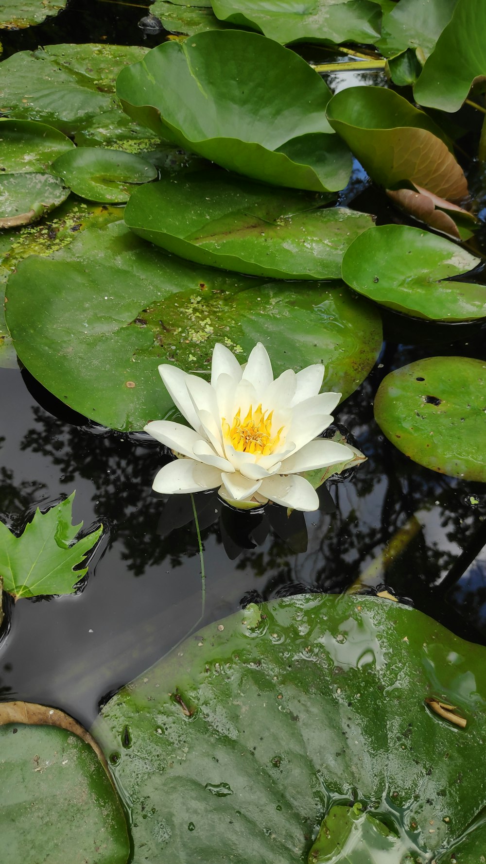 a white water lily floating on top of a pond