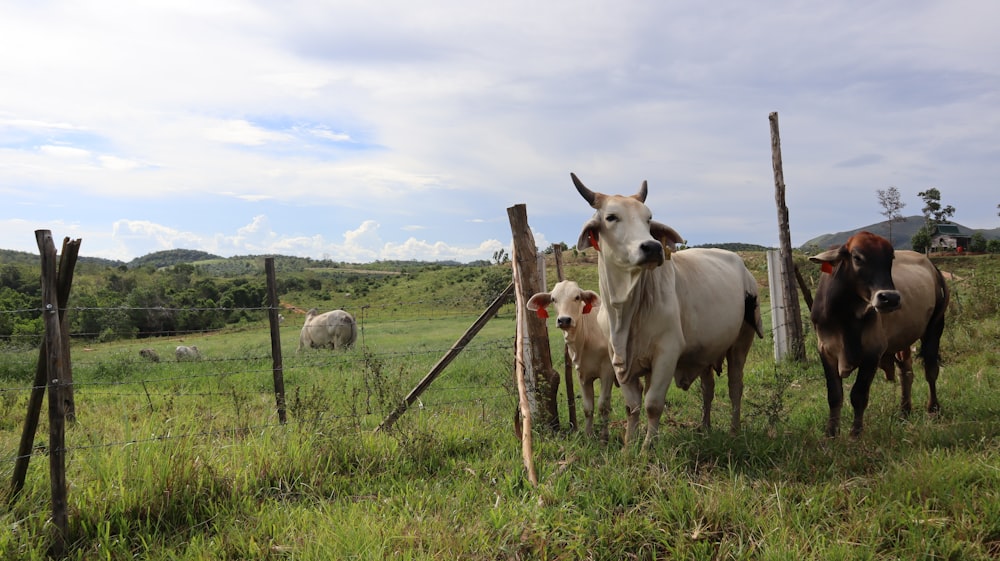 a herd of cattle standing on top of a lush green field