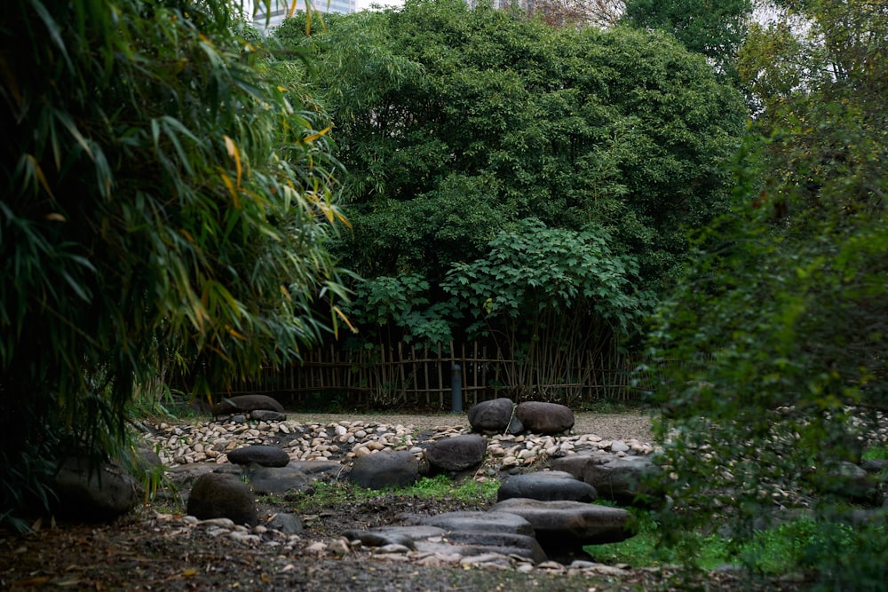 a group of rocks sitting in the middle of a forest