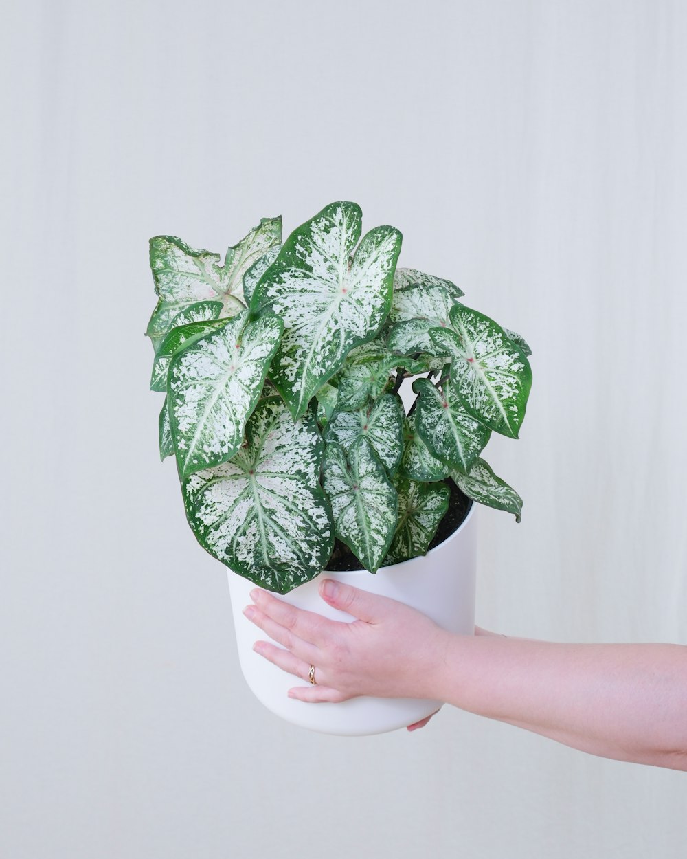a person holding a potted plant with white leaves