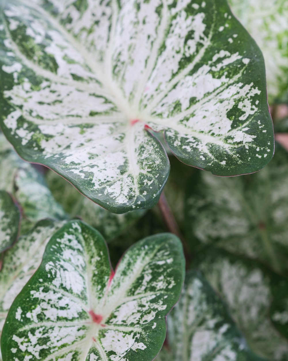 a close up of a green and white plant