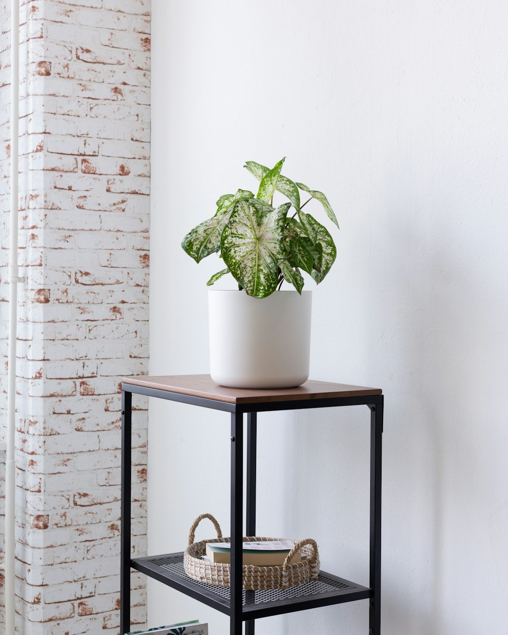 a potted plant sitting on top of a shelf