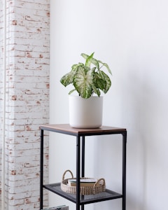 Matte Black Pot