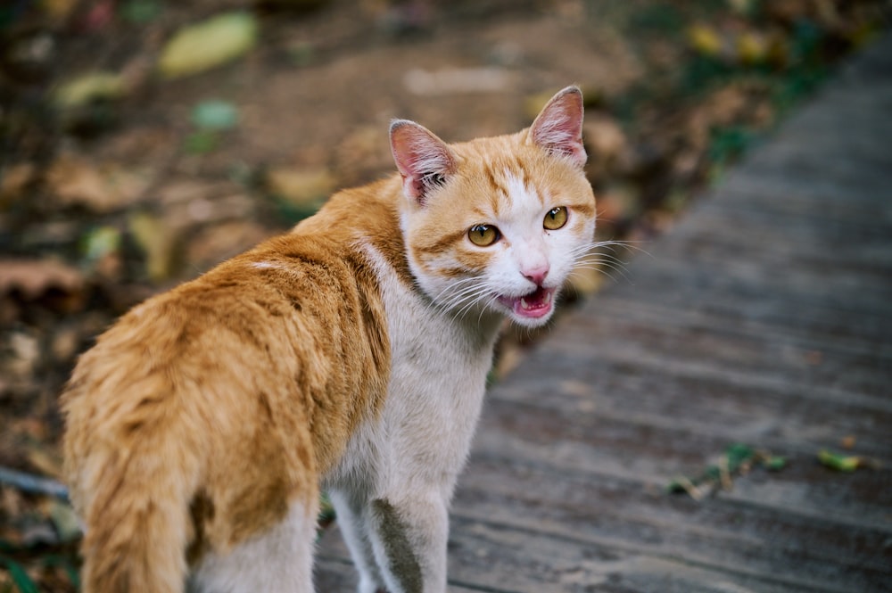 an orange and white cat standing on a wooden walkway