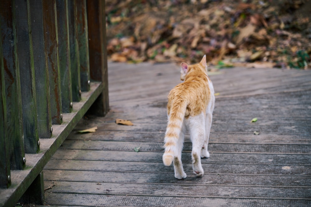 an orange and white cat walking across a wooden walkway