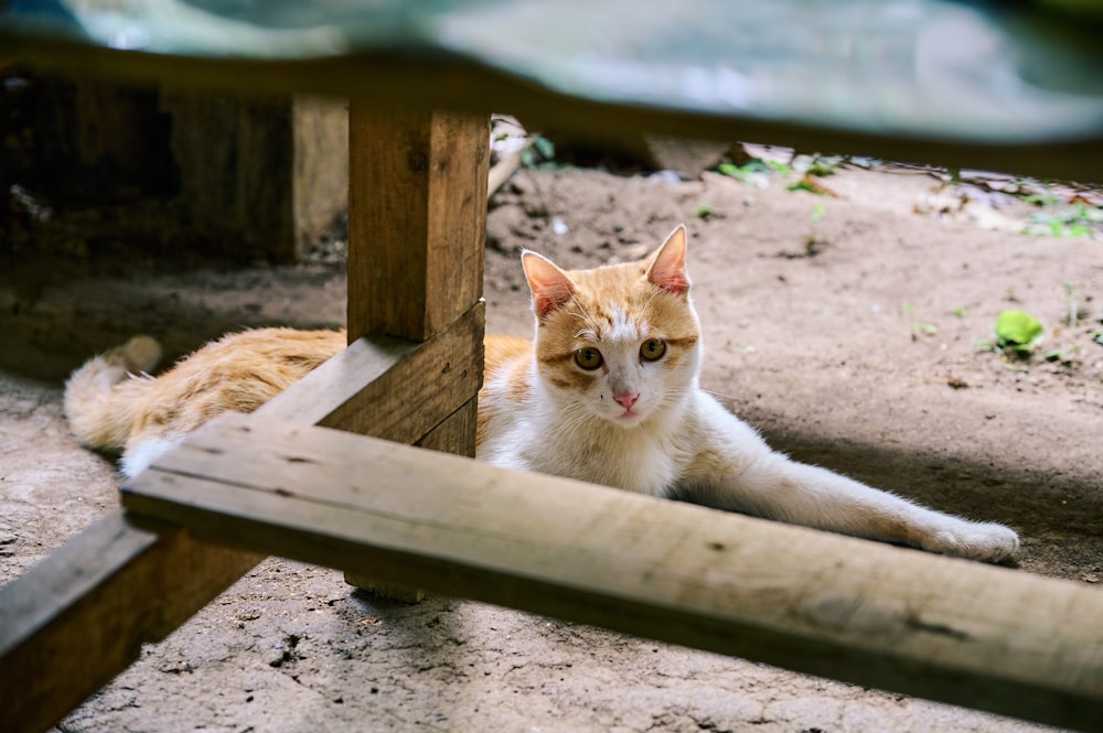 an orange and white cat laying under a wooden table