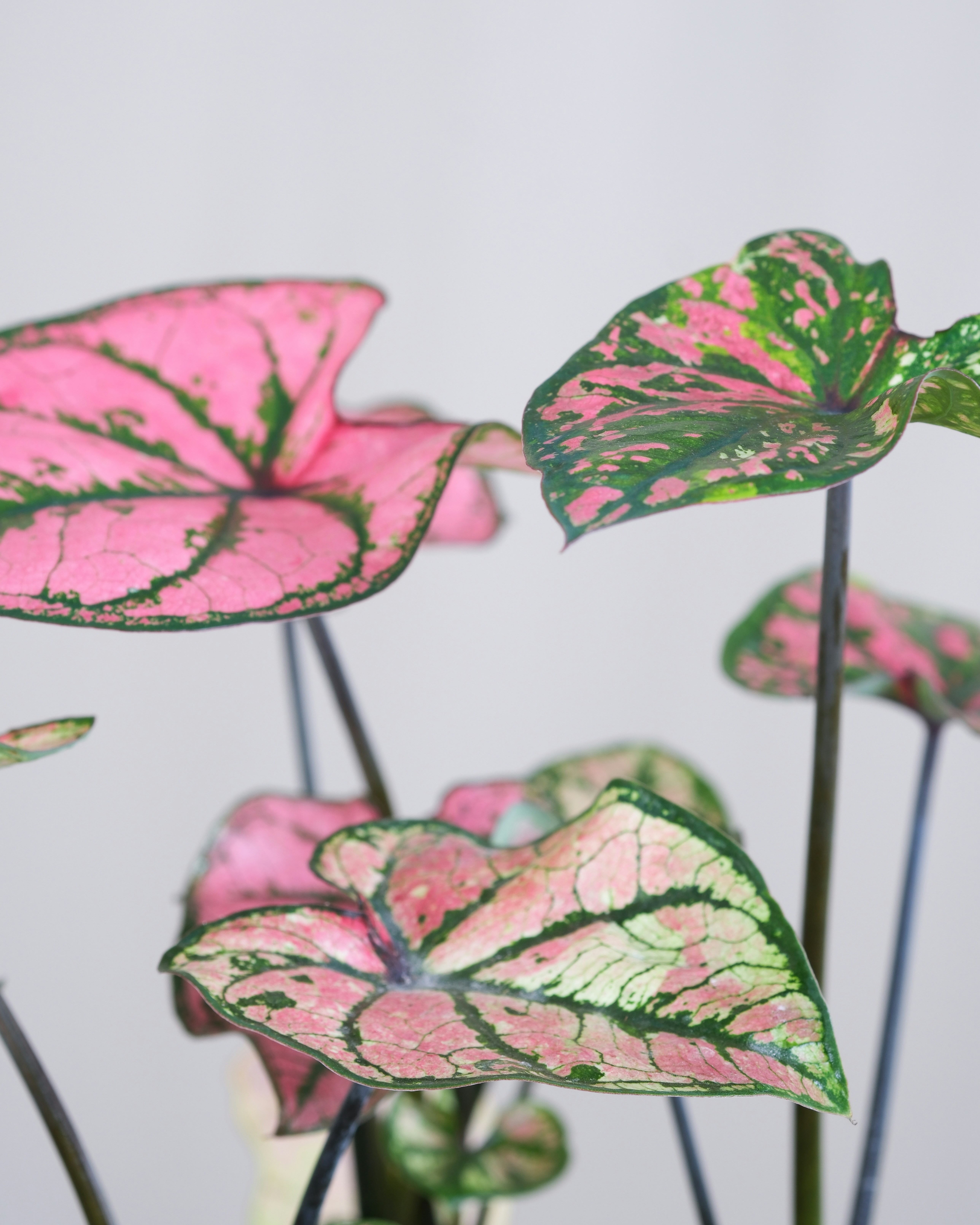 Nahaufnahme einer Pflanze mit rosa und grnen Blttern Foto  Kostenloses  Bild zum Thema Pflanze auf Unsplash