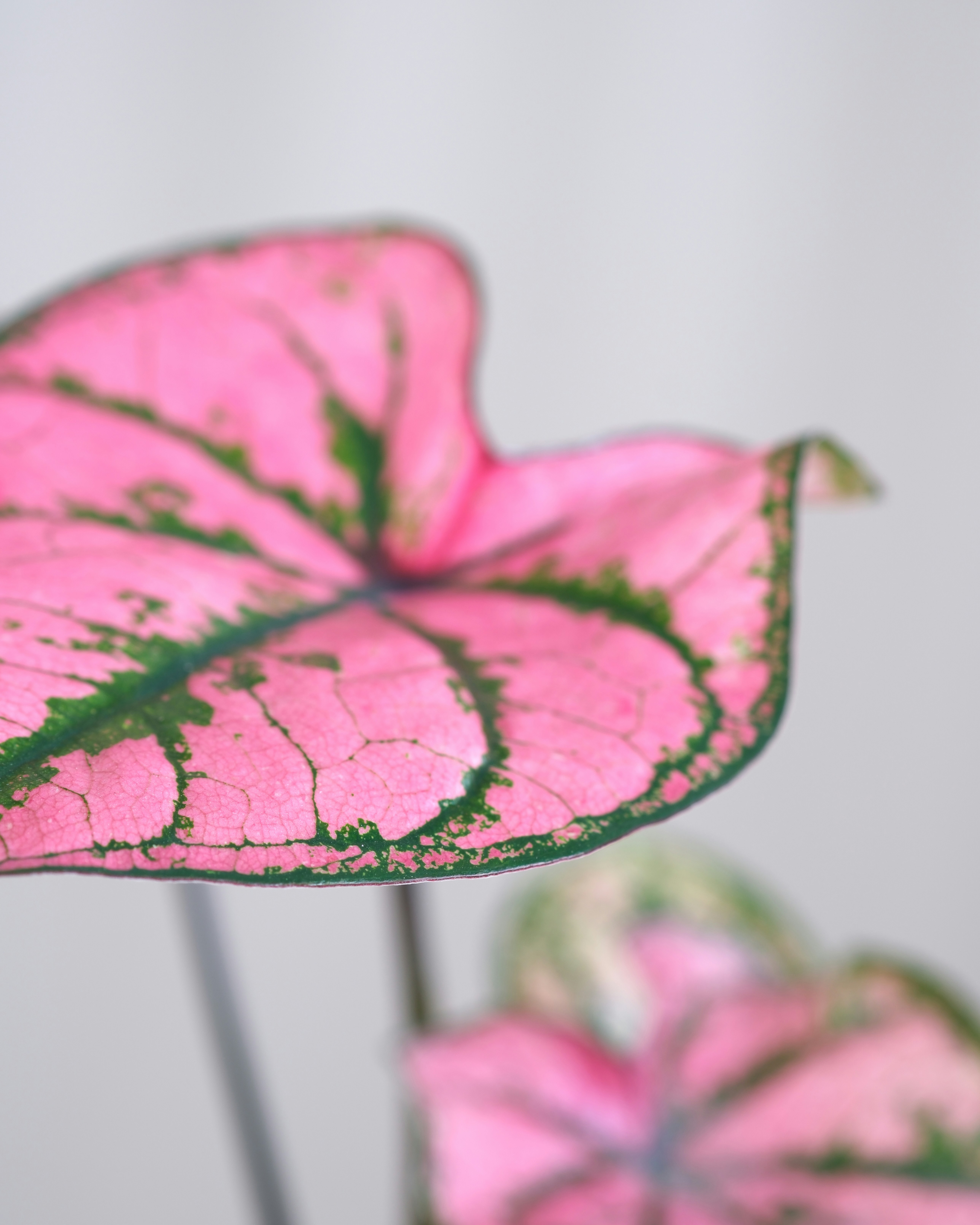 A close up of a pink and green plant photo  Free Plant Image on Unsplash