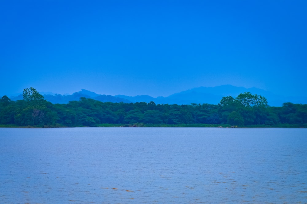 Un grande specchio d'acqua con alberi sullo sfondo