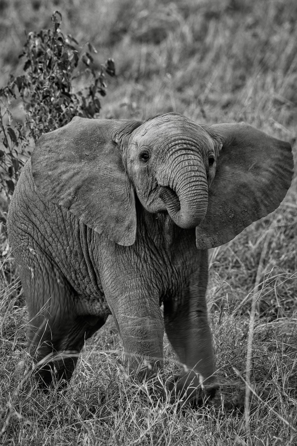 a baby elephant standing in a field of grass