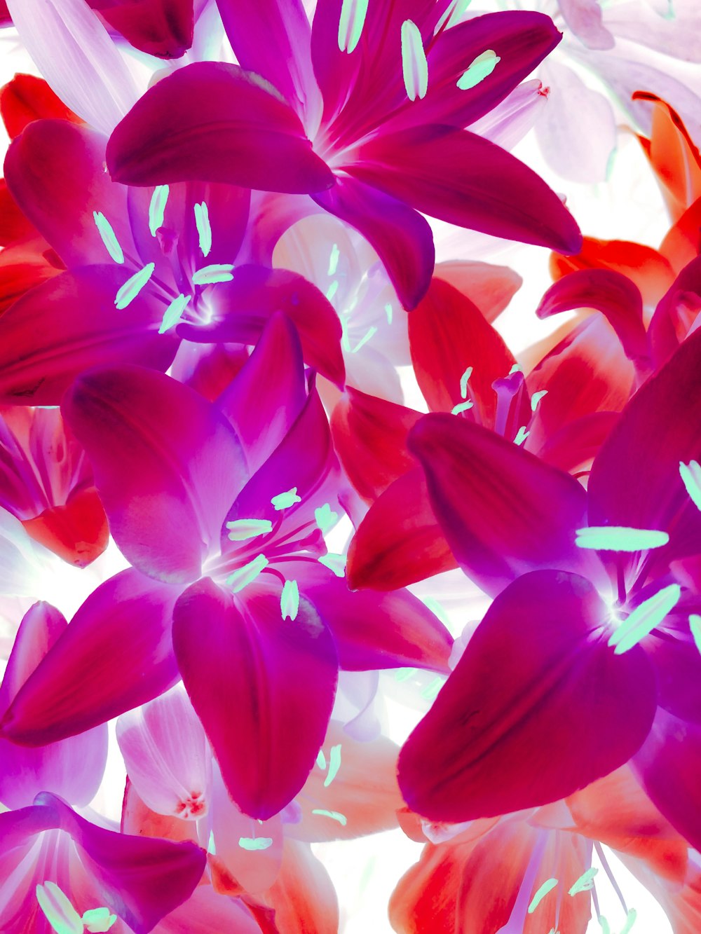 a bunch of purple and red flowers in a vase