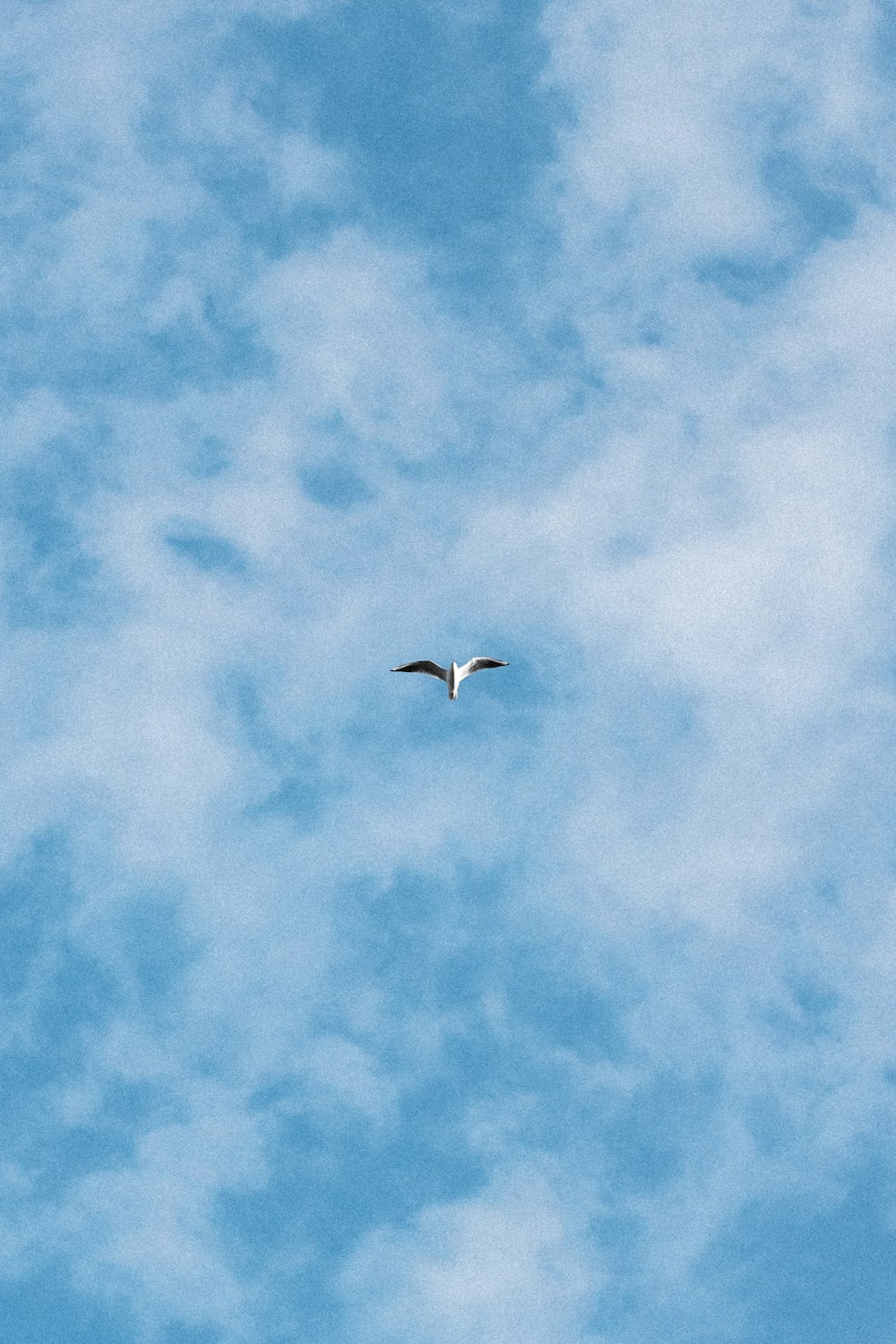 a bird flying through a cloudy blue sky