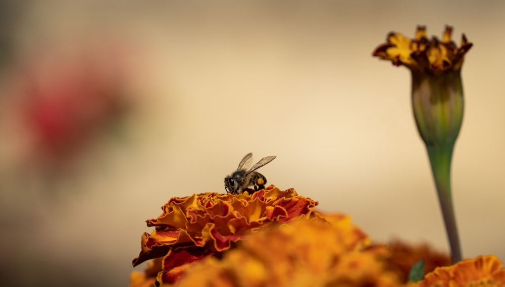 a bee sitting on top of a yellow flower