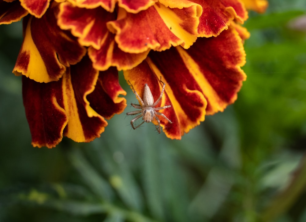 a spider sitting on a flower in a garden