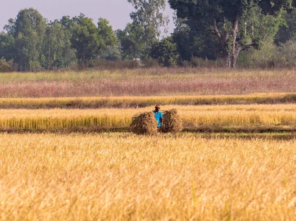a person standing in a field with a bale of hay