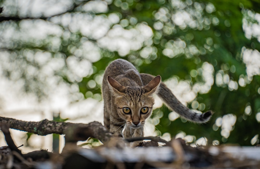 a cat walking on top of a pile of wood