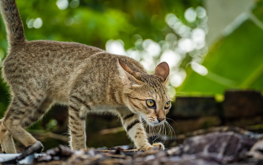 a cat walking across a pile of rocks