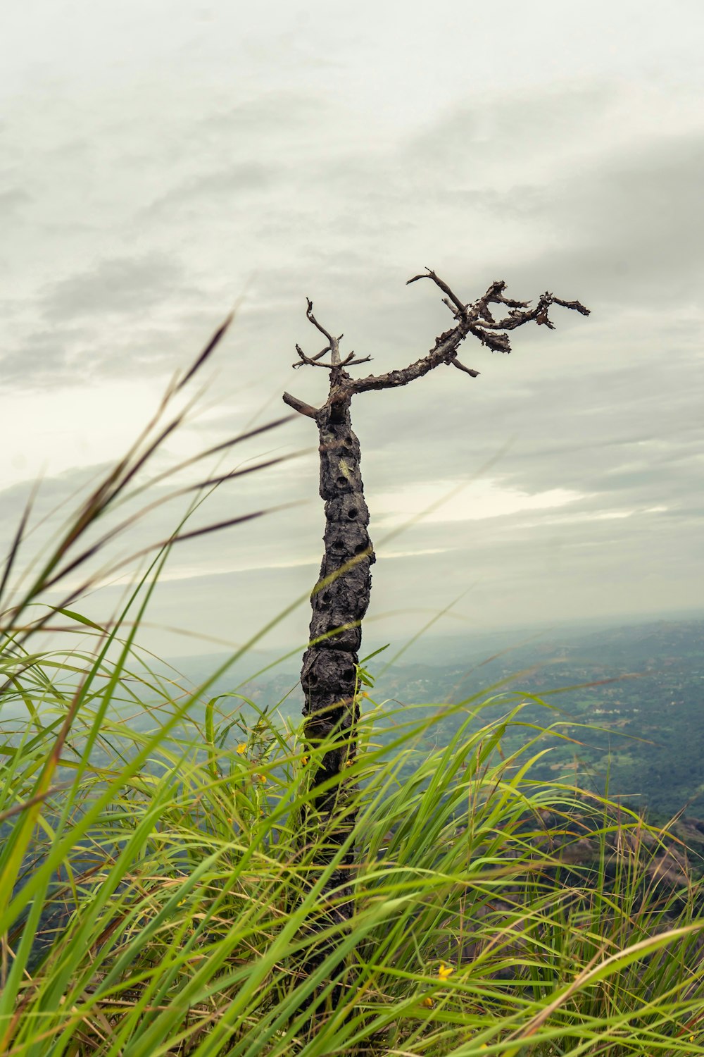 a tree that is standing in the grass