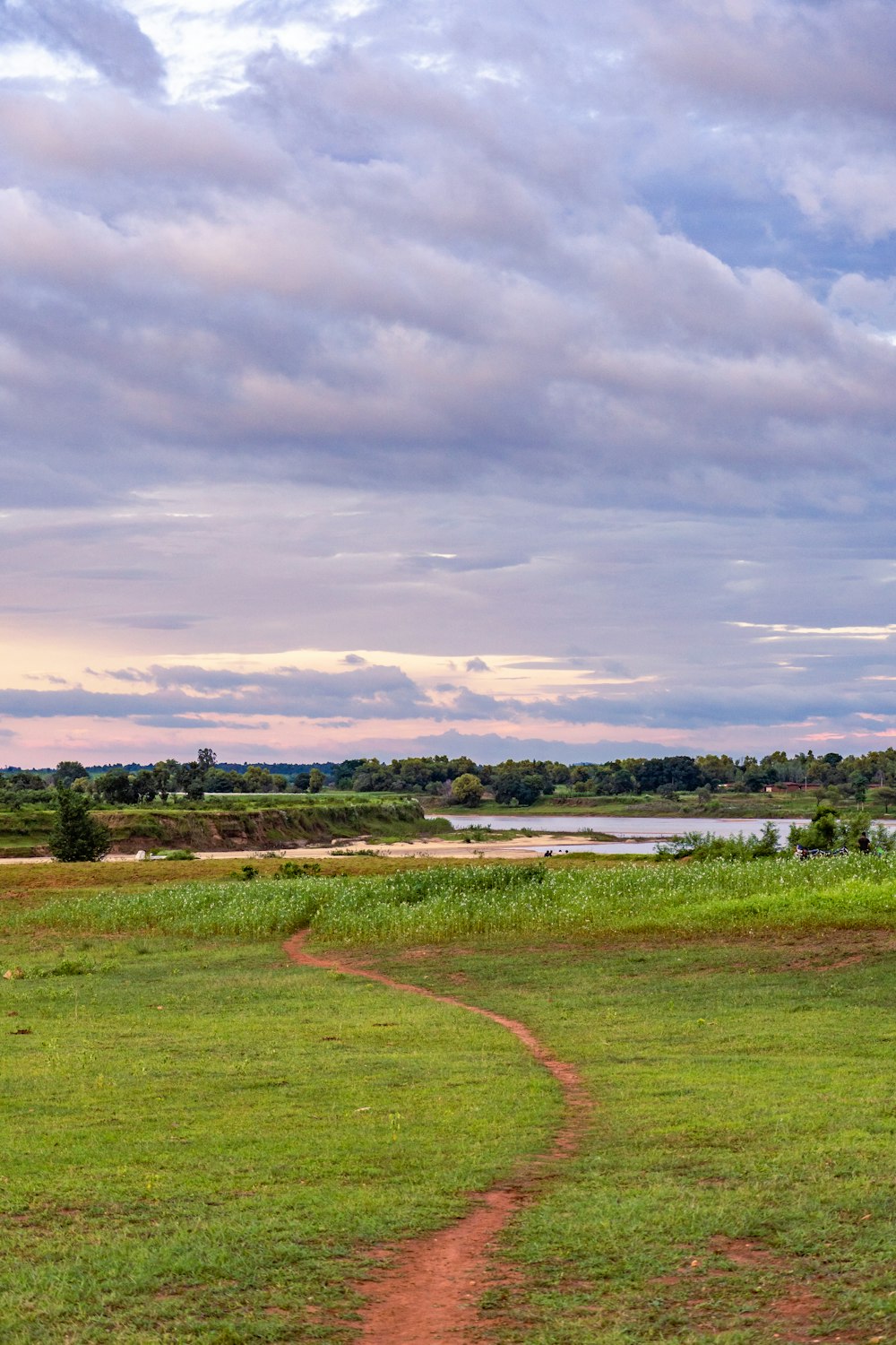 a giraffe standing on top of a lush green field