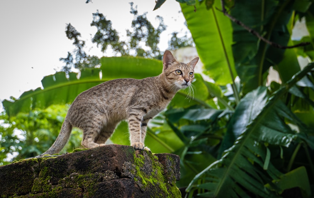 a cat standing on top of a moss covered rock