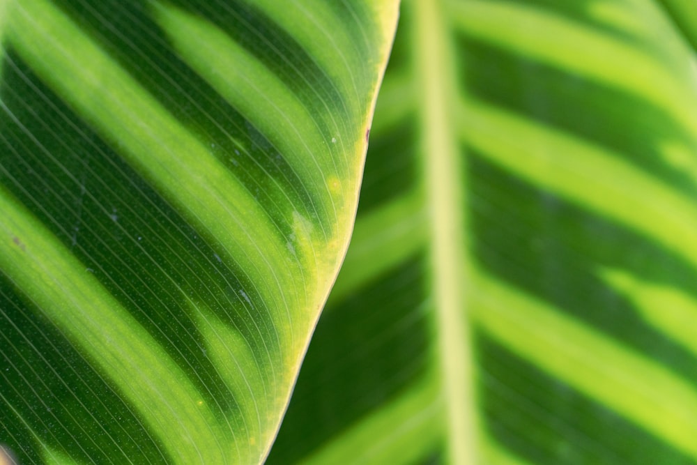 a close up of a large green leaf