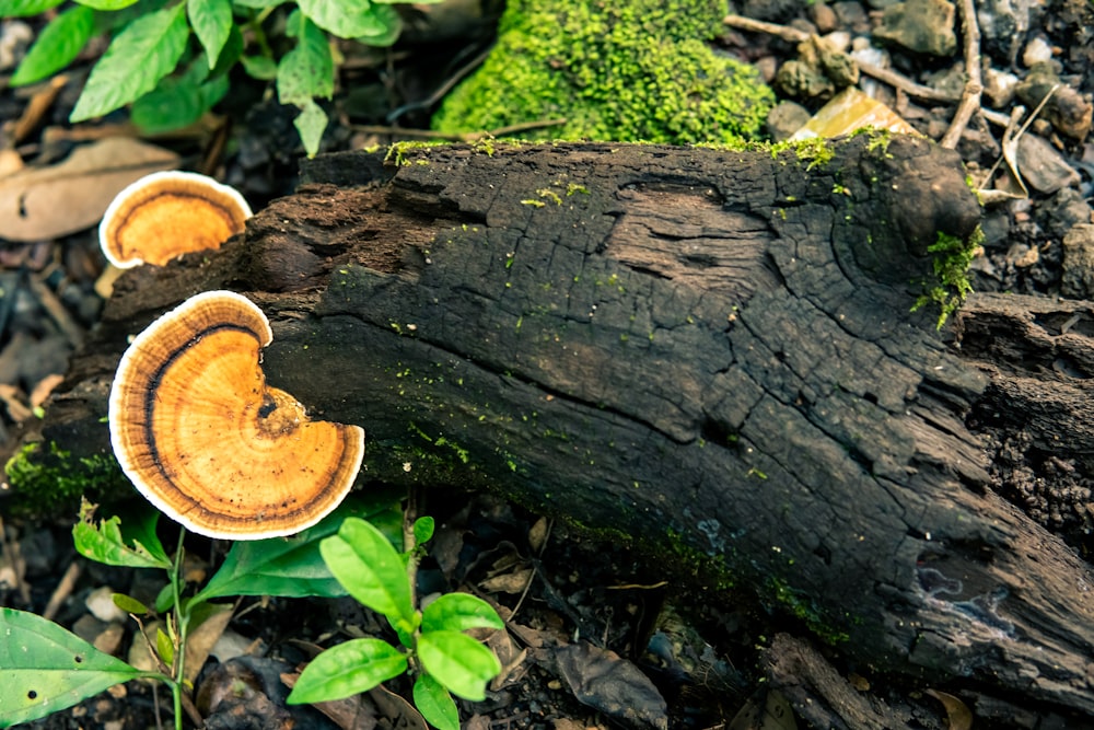 a group of mushrooms sitting on top of a forest floor