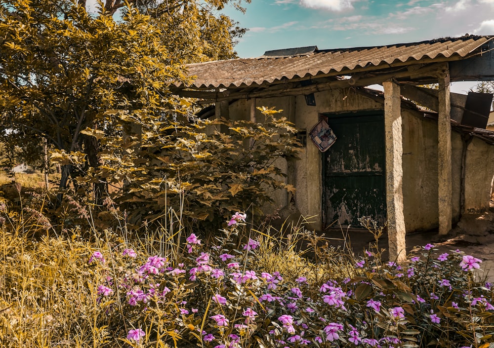a small building sitting next to a field of purple flowers