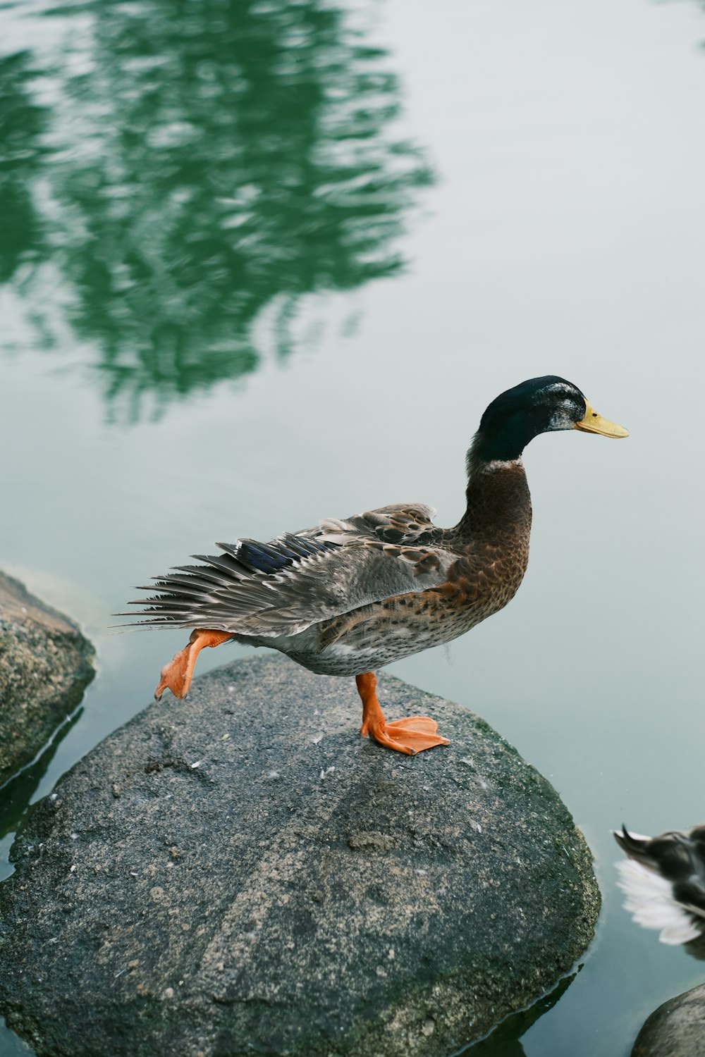 a duck standing on top of a rock next to a body of water